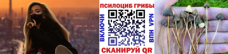 Псилоцибиновые грибы Psilocybine cubensis где найти наркотики Туран